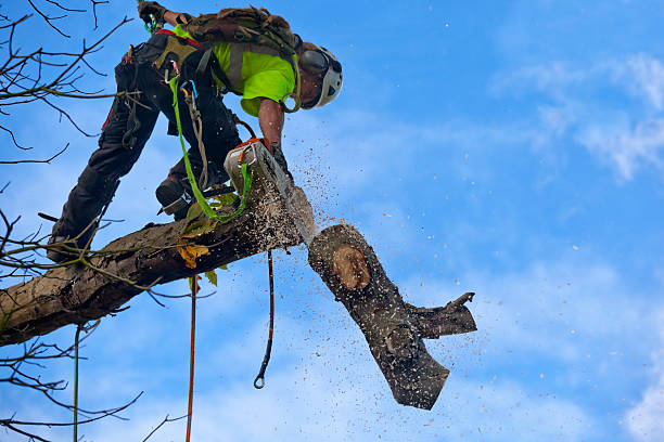 How Our Tree Care Process Works  in  Murfreesboro, TN